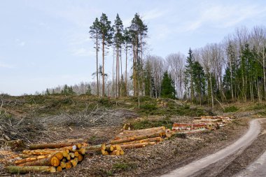 Felled forest, clear cutting, deforestation that damages the natural ecosystem and contributes to global climate change, forestry clipart