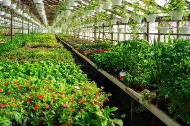 Saksılarda bir sürü çiçek bitkisi olan büyük bir sera, ayrıca tavandan sarkan saksılar, çiçek fidanlığı, çiçek yetiştirme işi, sera bitkileri.