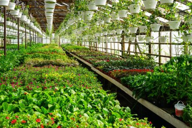 Çiçek bakımevi, modern büyük sanayi serasının içi, her yerde saksılarda çeşitli çiçekler, endüstriyel çiçek büyümesi.