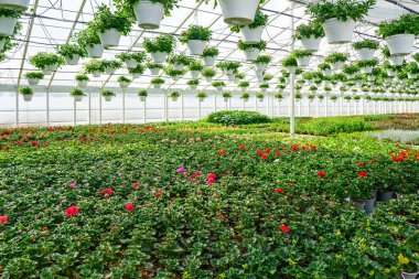 Raflarda saksılarda renkli bitkiler ve tavanda sepetler asılı modern çiçek fidanlığı.