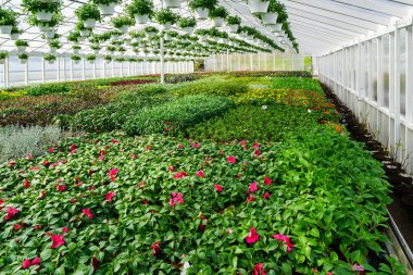 Saksılarda bir sürü çiçek bitkisi olan büyük bir sera, ayrıca tavandan sarkan saksılar, çiçek fidanlığı, çiçek yetiştirme işi, sera bitkileri.