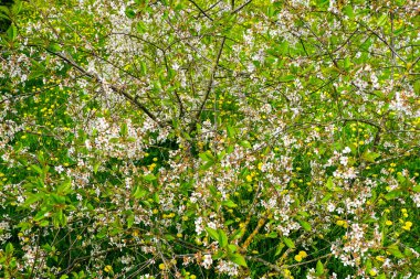 Çiçek açan karahindibalardan oluşan bir çayırda çiçek açan meyve ağacı, en güzel manzara, doğada güzel bahar manzarası, arka plan nüktesi çiçek açan bir bahçe.