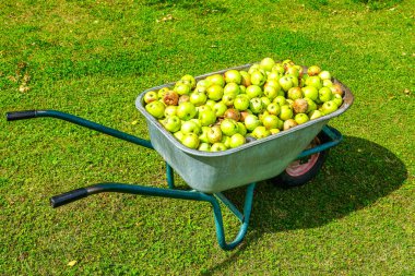 Bir çiftlikteki gübre yığınına taşınmak için el arabasında düşmüş ve hasarlı elmalar, elma hasadının aşırı üretimi, olgunlaşmış elma yığını