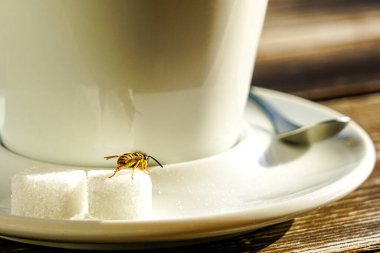 Bir eşek arısı, kafede kahve fincanı tanecikleriyle ziyafet çeker, eşek arısı şeker yer, şehirde vahşi doğa, inanılmaz bir manzara.