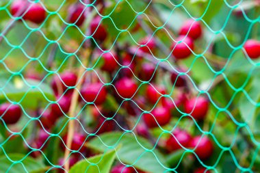 Kiraz ağacında kuşların meyveleri yemesini engellemek için koruyucu plastik ağlarla bulanık kirazlar.