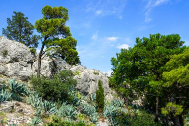 Hırvatistan 'ın Adriyatik kıyıları, çeşitli ağaçlar ve bitkilerle kaplanmış tortulu kaya oluşumlarıyla dolu engebeli güzel bir kıyı manzarası.