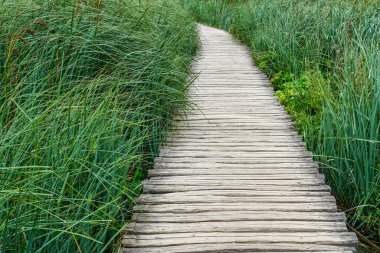 Wooden boardwalk between long, thin, green swamp grass in nature park, swampy area, sharp blades grass, perspective view, abstract, no people clipart