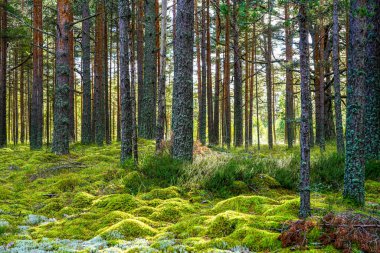 Güzel bir çam ormanı manzarası, orman zemininde kayaları kaplayan kalın yeşil bir yosun tabakası ve dallarda parlayan güneş ışığı.