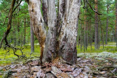 Dead thick pine trunk damaged by wood pests with dry fallen bark, bark beetle damaged tree trunk, scenic wild evergreen forest view, Latvian nature clipart