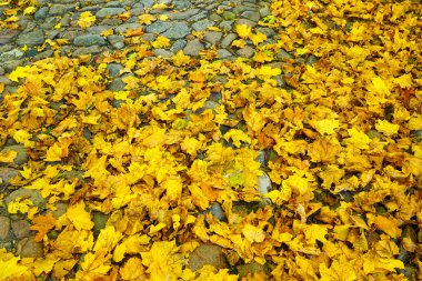 Idyllic güzel sonbahar sahnesi, parlak sarı akçaağaç yaprakları tarihi granit kaldırımda katman, arka planda düşen yapraklar