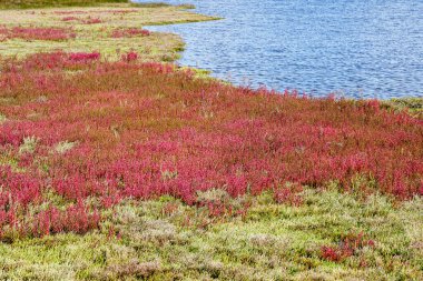 Çevre parkındaki tuza dayanıklı halafit bitkilerinin bitkisi Ninska lagünü, halofizik bitki örtüsü, Adriyatik denizi, Hırvatistan, Avrupa
