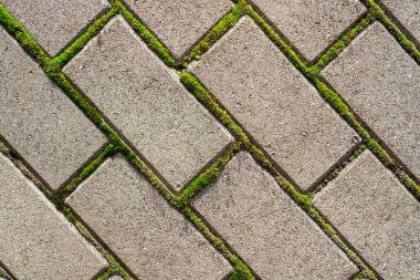 Çakıl taşları arasında yeşil yosun filizlenmiş gri beton kaldırıma yakın, yeşil yosun kaplı döşeme levhalar, üst manzara