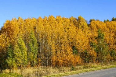 Parlak sarı yapraklı uzun huş ağaçları açık mavi gökyüzü arka planında, güzel sonbahar manzarasında, sonbahar özünde