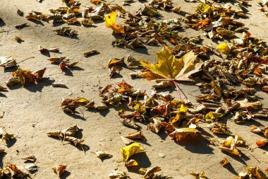 Sonbaharda parlak güneş ışığında kaldırımda düşen kuru sarı ağaç yaprakları, büyük sarı akçaağaç yaprağı, sonbahar mevsimi atmosferi, sonbahar konsepti