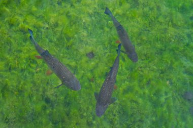 Bir grup balık yeşilimsi berrak sularda yüzer, bir grup balık suyun altında.