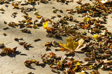 Sonbaharda parlak güneş ışığında kaldırımda düşen kuru sarı ağaç yaprakları, büyük sarı akçaağaç yaprağı, sonbahar mevsimi atmosferi, sonbahar konsepti