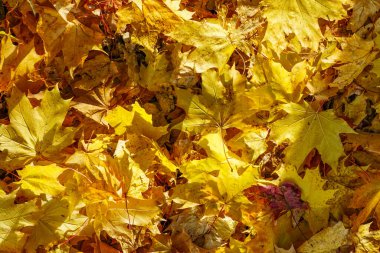 Kalın, kuru, sarı bir akçaağaç tabakası parlak güneş ışığında arka planda kalır, sonbahar mevsimi atmosferi, sonbahar konsepti