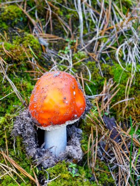 Kırmızı mantar yosun zemininden yeni çıktı, Amanita muscaria, parlak kırmızı bir sineksi agarik, yenilemez mantar.