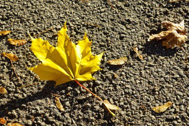 Parlak sarı sonbahar akçaağaç yaprağı güneş ışığında asfalt yüzeyde, klasik sonbahar konsepti.