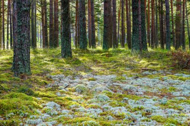 Ormanın zemininde kayaları kaplayan kalın yeşil ve gri yosunlu çam ormanının güzel manzarası, sihirli peri masalı ormanı.