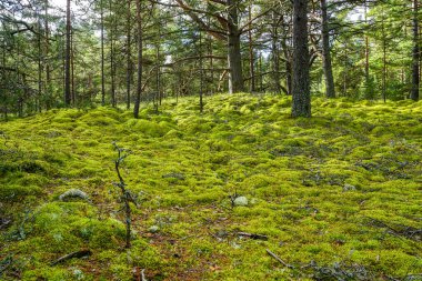 Güzel bir çam ormanı manzarası, orman zemininde kayaları kaplayan kalın yeşil bir yosun tabakası ve dallarda parlayan güneş ışığı.