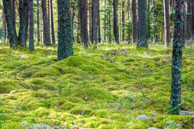 Güzel bir çam ormanı manzarası, orman zemininde kayaları kaplayan kalın yeşil bir yosun tabakası ve dallarda parlayan güneş ışığı.