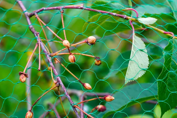 Kuşlar, kuşların meyve yemelerini engellemek için koruyucu ağ aracılığıyla kiraz, saplarındaki kiraz taşlarını ve saplarındaki kiraz çekirdeklerini yediler.