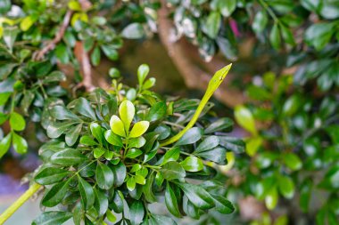 Asya Yeşil Vine Yılanı, doğal ortamında kamufle olmuş yırtıcı hayvan, Uzun Burunlu Kırbaç Yılanı, Ahaetulla Prasina