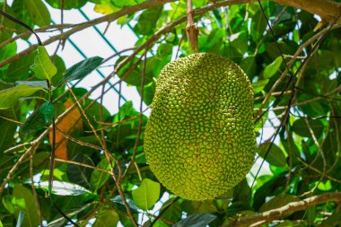 Jackfruit meyvesi asılıyor, Güneydoğu Asya tropikal yağmur ormanı meyvesi, bilimsel adı Artocarpus heterophyllus