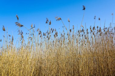Mavi gökyüzü arka planında yoğun sarı kahverengi kamışlar, vahşi bitki örtüsü manzarası, doğal organik doku, ilkbahar başları manzarası