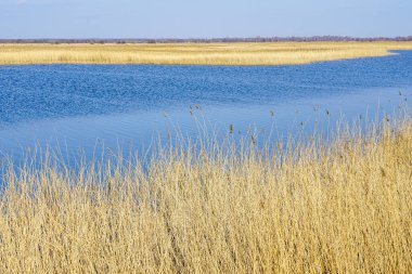Mavi göl arka planında koyu sarı kahverengi sazlıklar, doğal bitki örtüsü, doğal organik doku, ilkbahar başları manzarası.