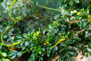 Asya Yeşil Vine Yılanı, doğal ortamında kamufle olmuş yırtıcı hayvan, Uzun Burunlu Kırbaç Yılanı, Ahaetulla Prasina