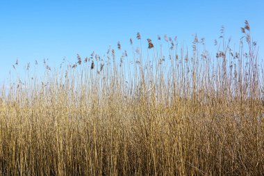 Mavi gökyüzü arka planında yoğun sarı kahverengi kamışlar, vahşi bitki örtüsü manzarası, doğal organik doku, ilkbahar başları manzarası