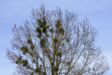 Avrupa ökseotu, yaygın ökseotu, Viscum albümü, huş ağacı dallarındaki parazitler, ökseotu olan ağaç.