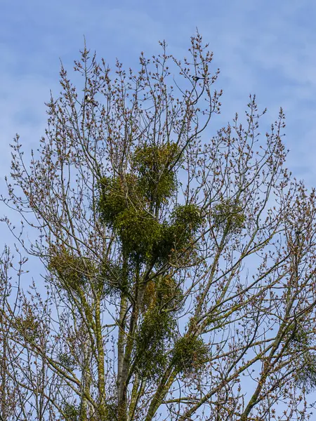 Avrupa ökseotu, yaygın ökseotu, Viscum albümü, huş ağacı dallarındaki parazitler, ökseotu olan ağaç.