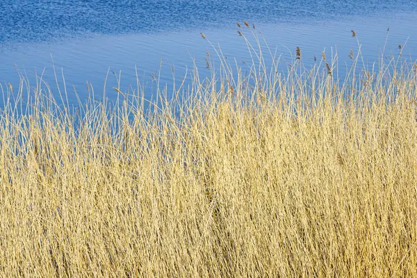 Mavi göl suyunun arka planında yoğun sarı kahverengi kamış, vahşi bitki örtüsü, doğal organik doku, ilkbahar başları manzarası.