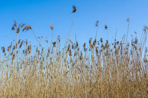 Mavi gökyüzü arka planında yoğun sarı kahverengi kamışlar, vahşi bitki örtüsü manzarası, doğal organik doku, ilkbahar başları manzarası