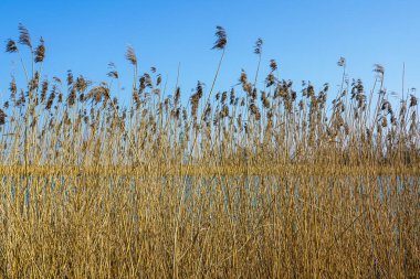 Açık Mavi Gök Altında, Lakeside 'ın Esintisi Altında, Altın Kuru Sazlıklar Salınıyor, Doğa Dokusunu Durgun, Güneş Işığı Altında Yakaladık