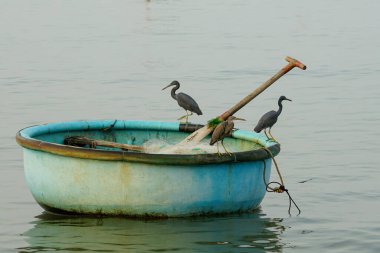 Üç balıkçıl, Vietnam sepet teknesine tünemiş. Huzurlu suda yüzüyorlar. Ağ ve kürek çekiyorlar.