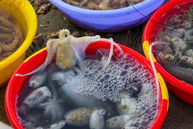 Canlı ahtapot ve mürekkep balığı, Mui Ne, Vietnam 'daki deniz ürünleri pazarında renkli konteynırlarla çevrili kırmızı kovaların içinde.
