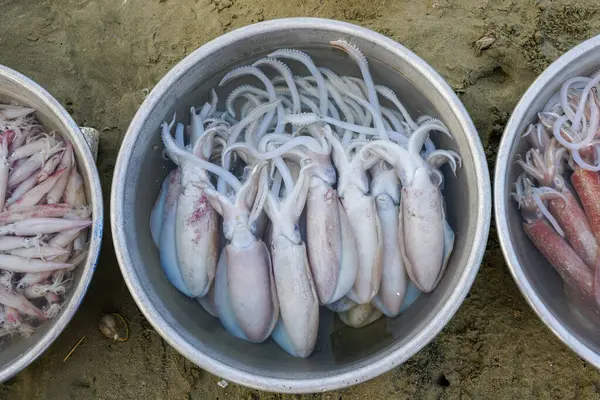 Yuvarlak bir havuza yerleştirilmiş taze mürekkep balığının yakın plan görüntüsü, hareketli bir kıyı deniz ürünleri pazarında satılmaya hazır, Mui Ne balıkçı köyü, Vietnam