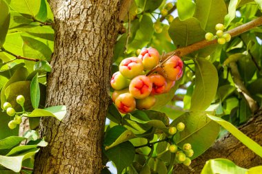 Yoğun Yeşil Yapraklar ve Tomurcuklarla çevrili, Bir Ağaç Dalında Asılı Canlı Gül Elma Meyvelerinin Yakın Çekim Görüntüsü