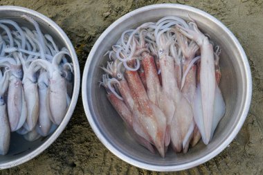 Taze toplanmış mürekkep balığı kovaları, Vietnam balıkçılık sahili Mui Ne balıkçı köyünden yerel deniz ürünlerini sergiliyor.