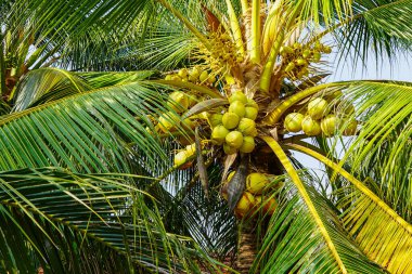 Taze yeşil hindistan cevizleri sıcak tropikal güneş ışığı altında parlak yapraklarla çevrili canlı bir palmiye ağacında kümelenmiş.