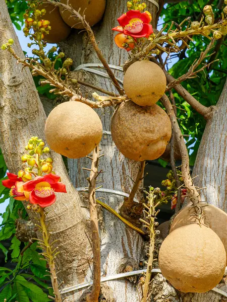 Cannonball ağacı olarak bilinen Couroupita guianensis, geniş yuvarlak meyveleri ve gövdesinde canlı tropikal çiçeklerle