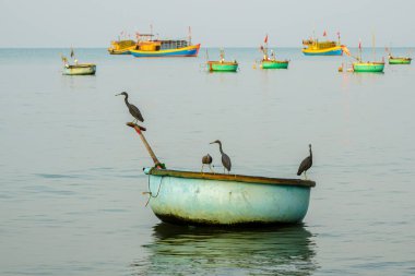 Bir grup siyah tüylü balıkçıl kuş, Mui Ne koyunda yavaşça yüzen geleneksel bir Vietnam sepet teknesine tünemişler.