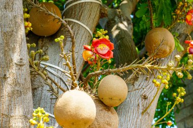 Vietnam tropik ortamında küresel meyveler ve tomurcuklanan dallarla çevrili canlı kırmızı bir Gülle Ağacı çiçeğinin yakın çekimi