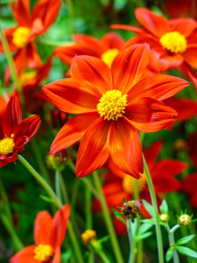 Işıl ışıl kırmızı bir kozmos çiçeği kümesi. Altın sarısı merkezleri yemyeşil bir bahçede çiçek açıyor.