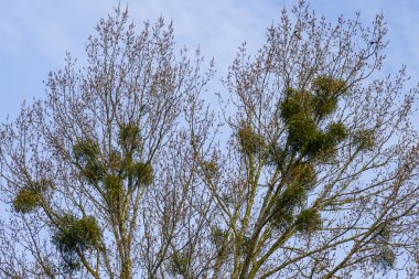 Tomurcuklanan dalları ve yeşil ökseotu kümeleri açık mavi bir bahar gökyüzünün altında duran uzun yaprak döken bir ağaç.