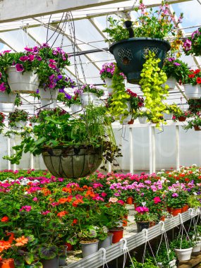 Saksılarda canlı sardunyalarla dolu yemyeşil bir sera ve çiçeklerle dolu çeşitli sepetler.